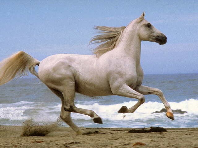 kone161.jpg